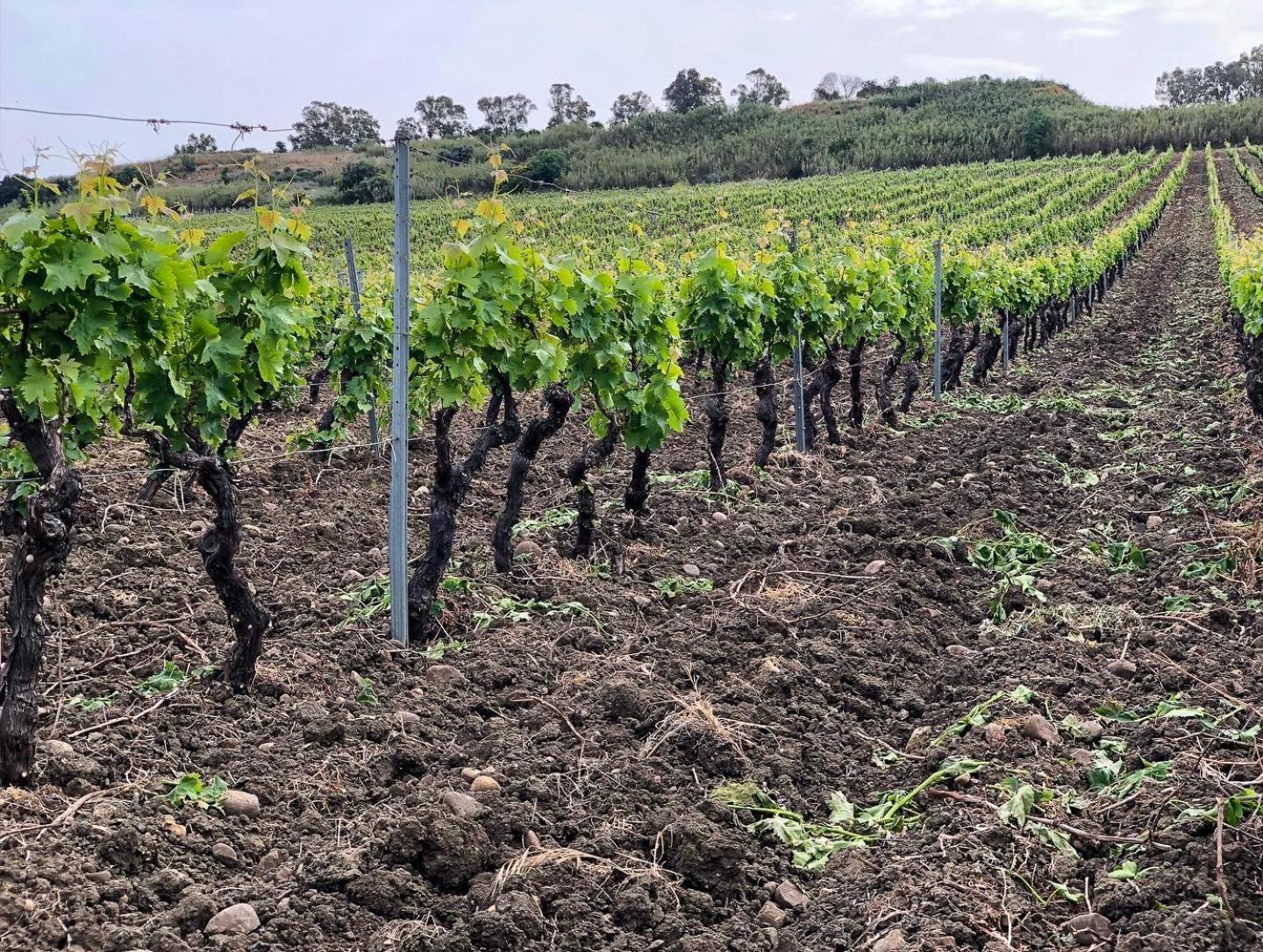 Fattoria Manostalla Villa Chiarelli Balestrate Luaran gambar