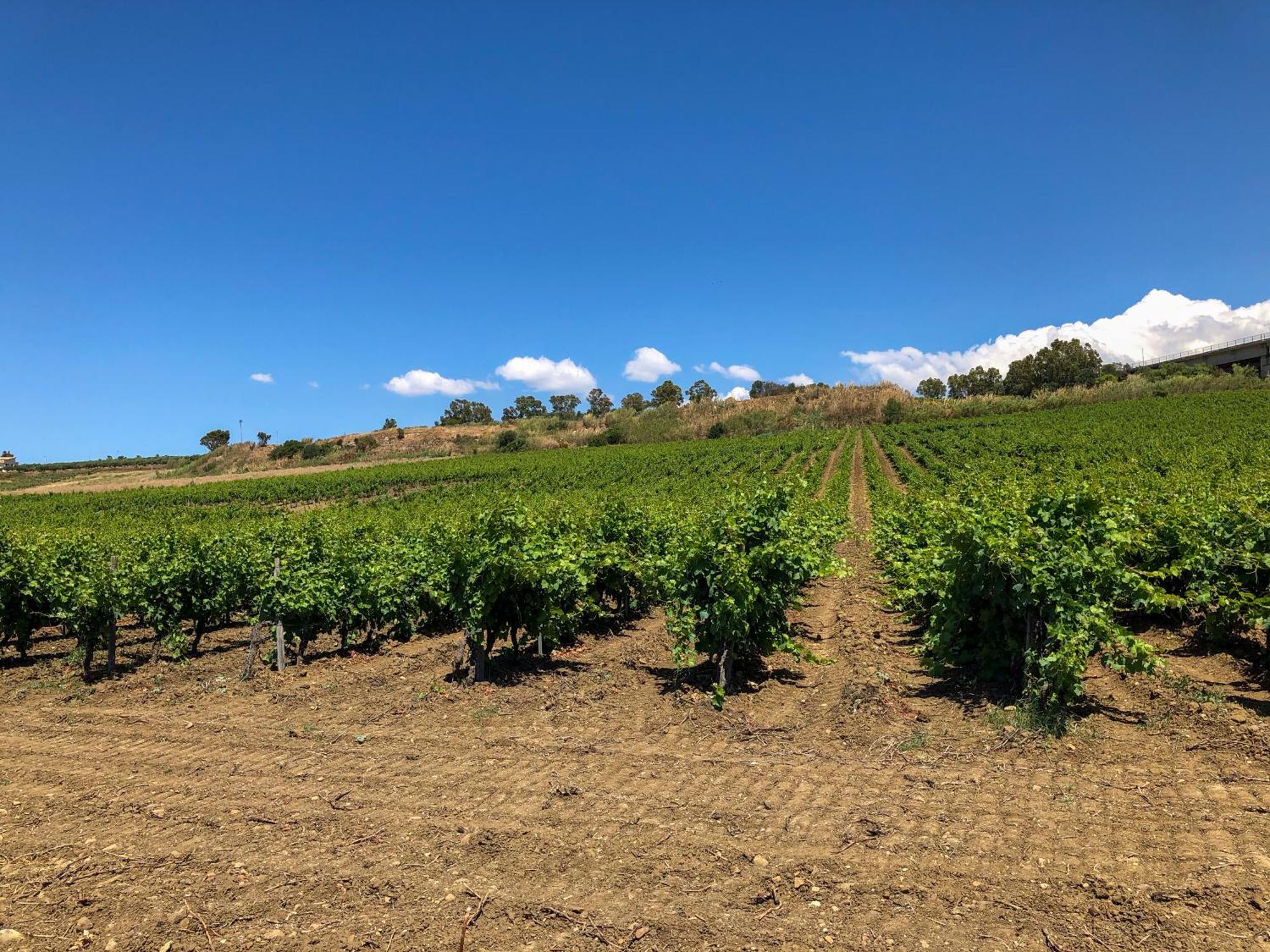 Fattoria Manostalla Villa Chiarelli Balestrate Luaran gambar